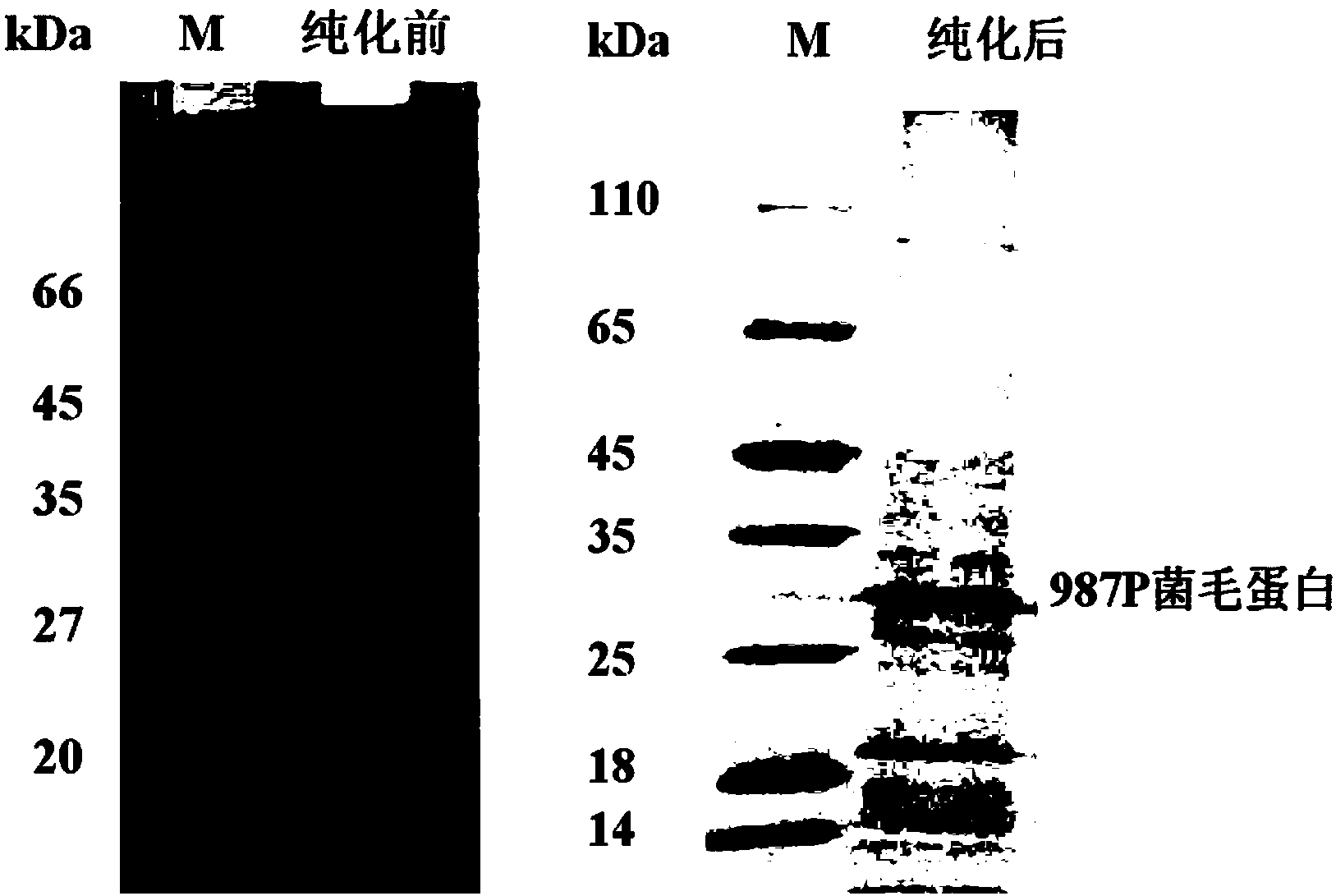 Extraction method for escherichia coli pilus antigen used for preparing yolk antibody, and method for preparing yolk antibody