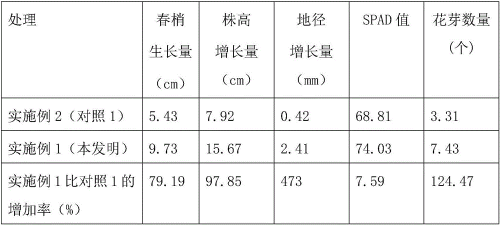 A kind of soilless culture method of potted camellia industrialization