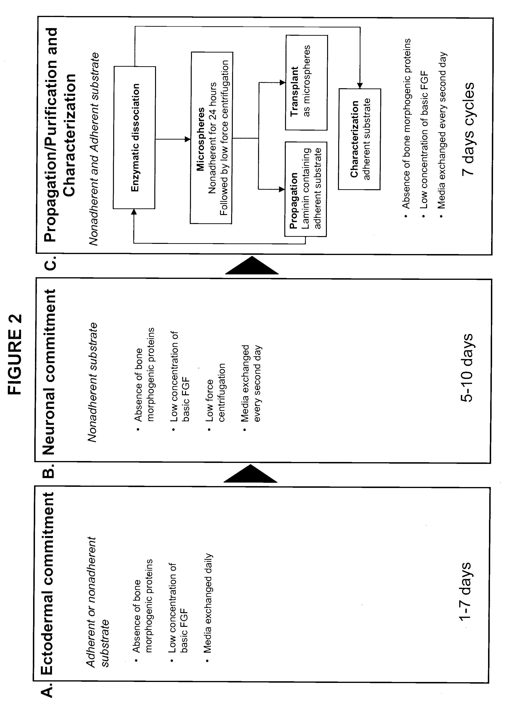 Neuronal progenitor cells and methods of derivation and purification of neuronal progenitor cells from embryonic stem cells