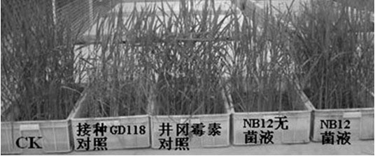 Bacillus subtilis NB12, as well as culture method and application thereof