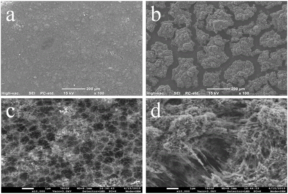 Gel electrolyte porous electrode for lithium-sulfur battery and preparation and application of gel electrolyte porous electrode