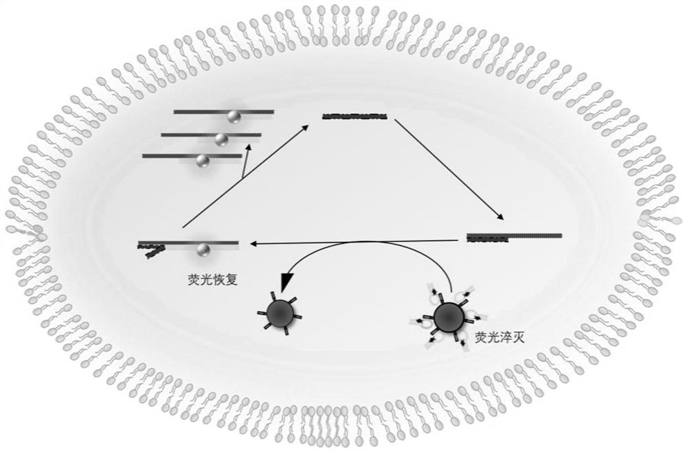 a fe-based  <sub>3</sub> o  <sub>4</sub> @c Nanoparticle miRNA optical sensing detection method