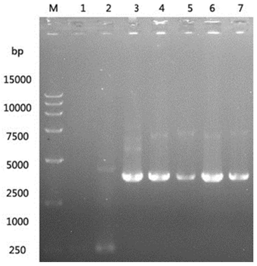 Fusion gene, protein coded by fusion gene and application of fusion gene in fish iridovirus oral vaccine