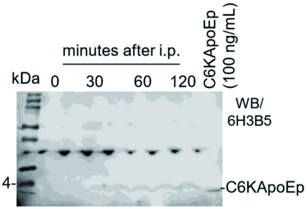 Application of ApoE receptor protein oligopeptide blocker in Alzheimer's disease