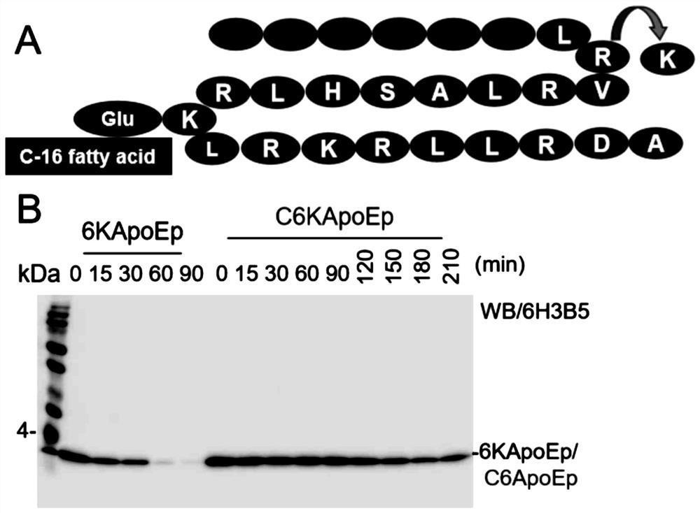 Application of ApoE receptor protein oligopeptide blocker in Alzheimer's disease