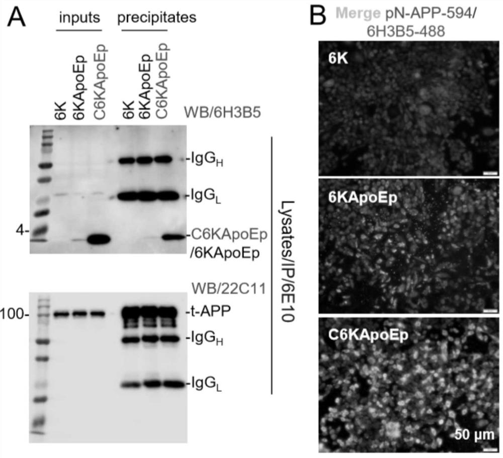 Application of ApoE receptor protein oligopeptide blocker in Alzheimer's disease