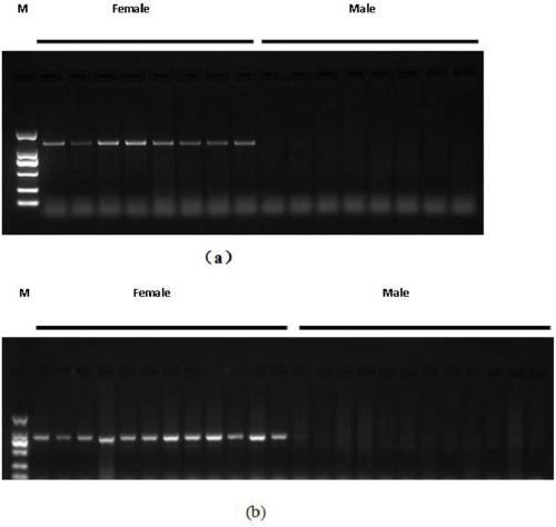 Molecular marker for genetic sex identification of Chinese soft-shell turtles and method