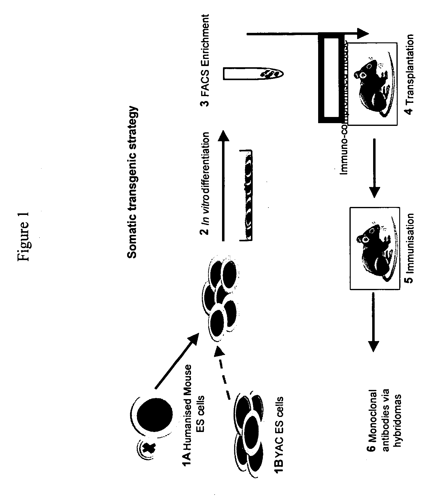 Methods and compositions for the generation of antibodies