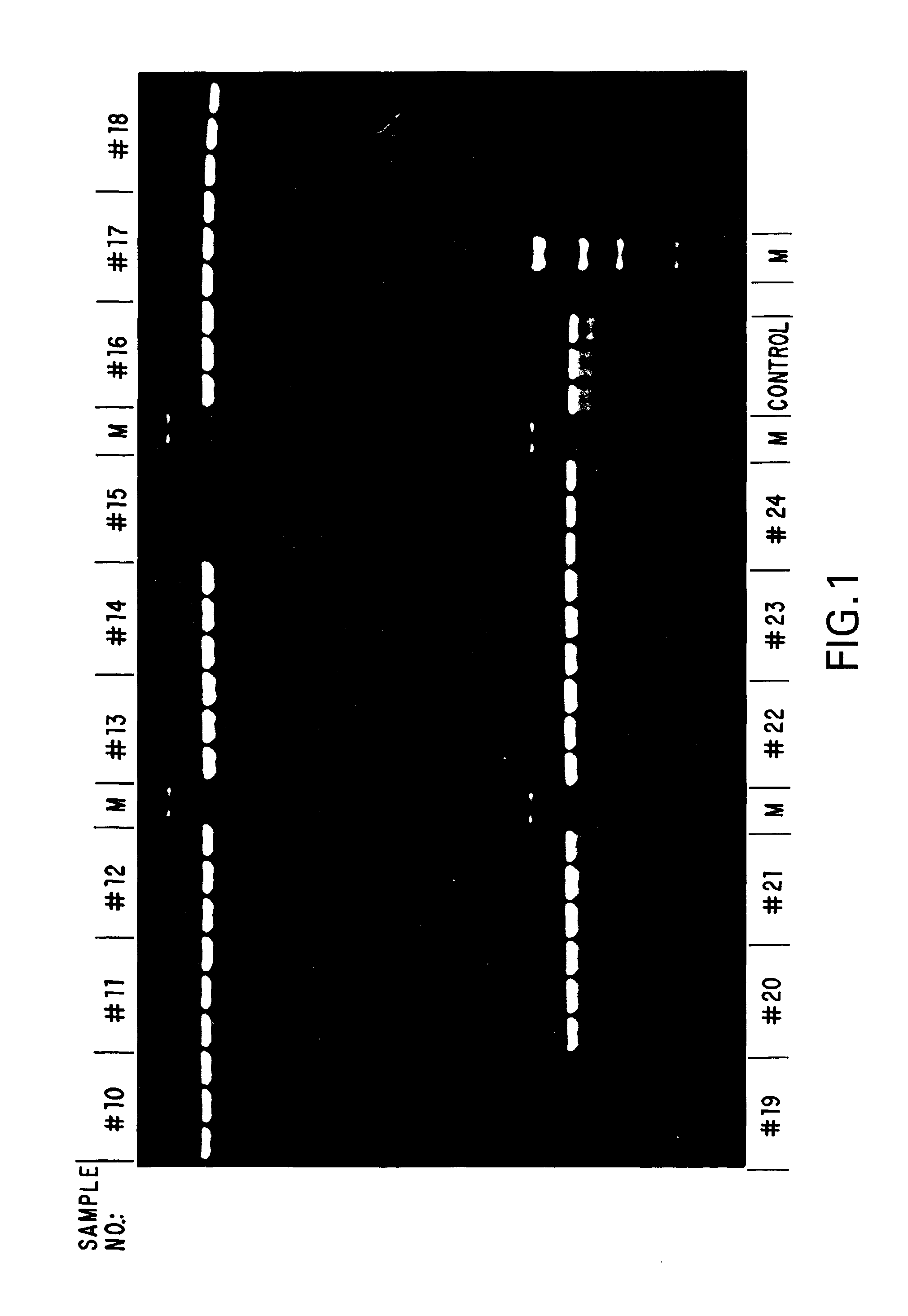 Stable compositions for nucleic acid amplification and sequencing
