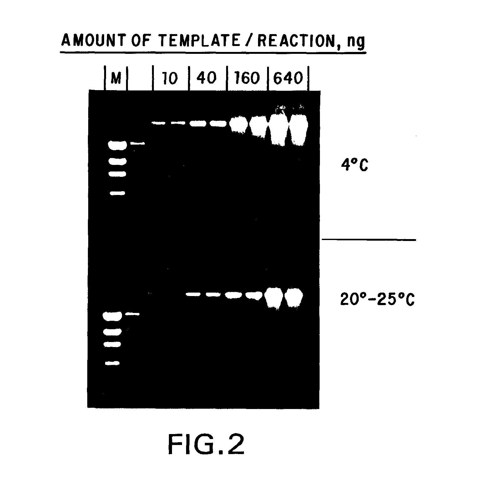 Stable compositions for nucleic acid amplification and sequencing