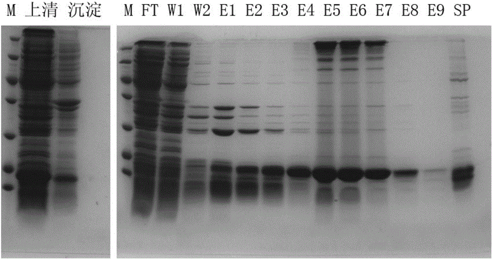 Method for simply and conveniently preparing active human KGF-2D31