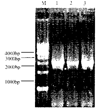 Rhodotorula glutinis oil genetic engineering strain and construction method and application thereof