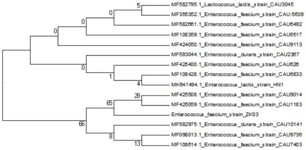 Wild enterococcus faecium ZK03 and electric shock transformation method and application thereof