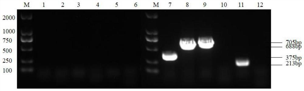 Wild enterococcus faecium ZK03 and electric shock transformation method and application thereof