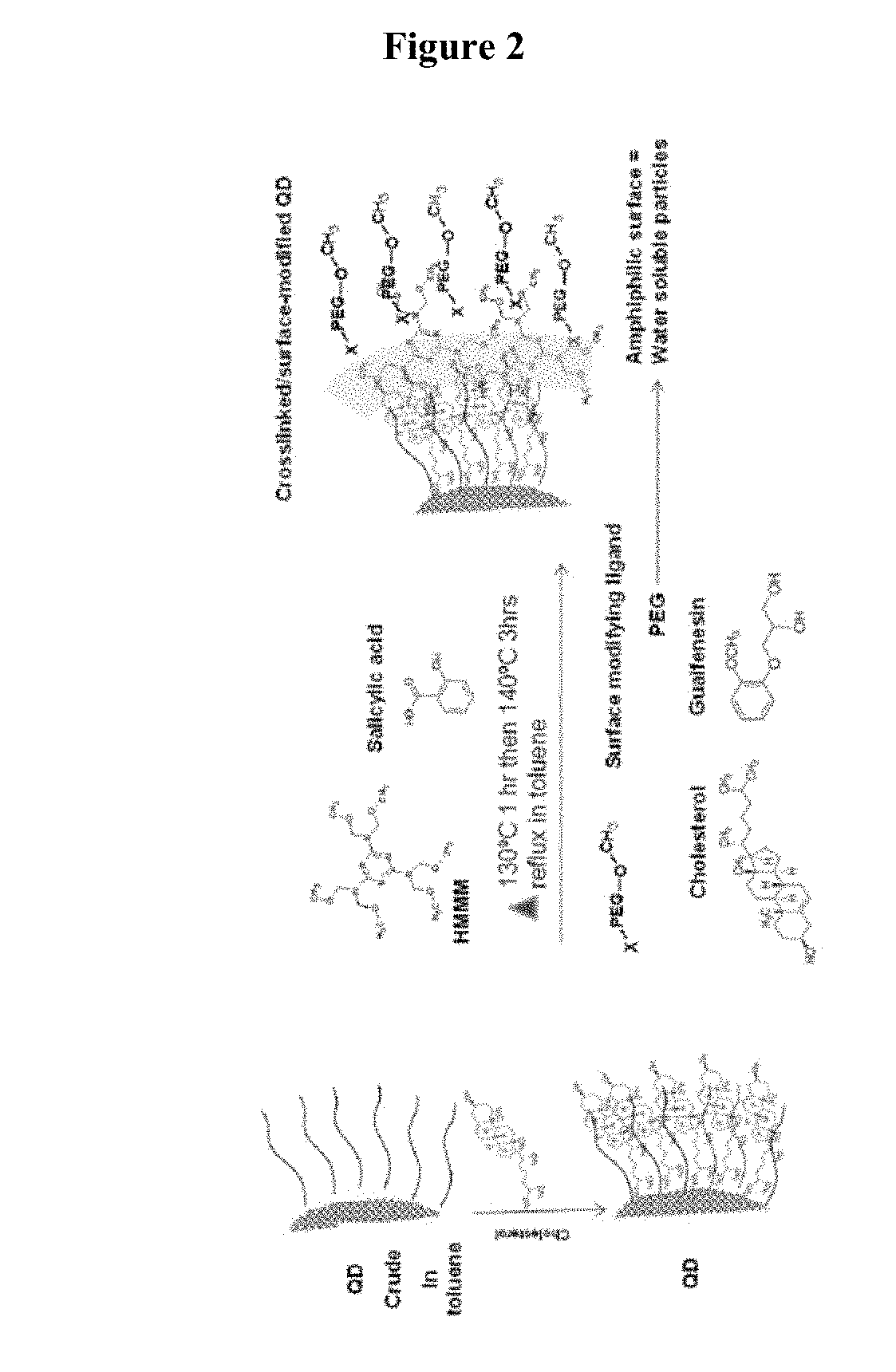 Ligand conjugated quantum dot nanoparticles and methods of detecting DNA methylation using same