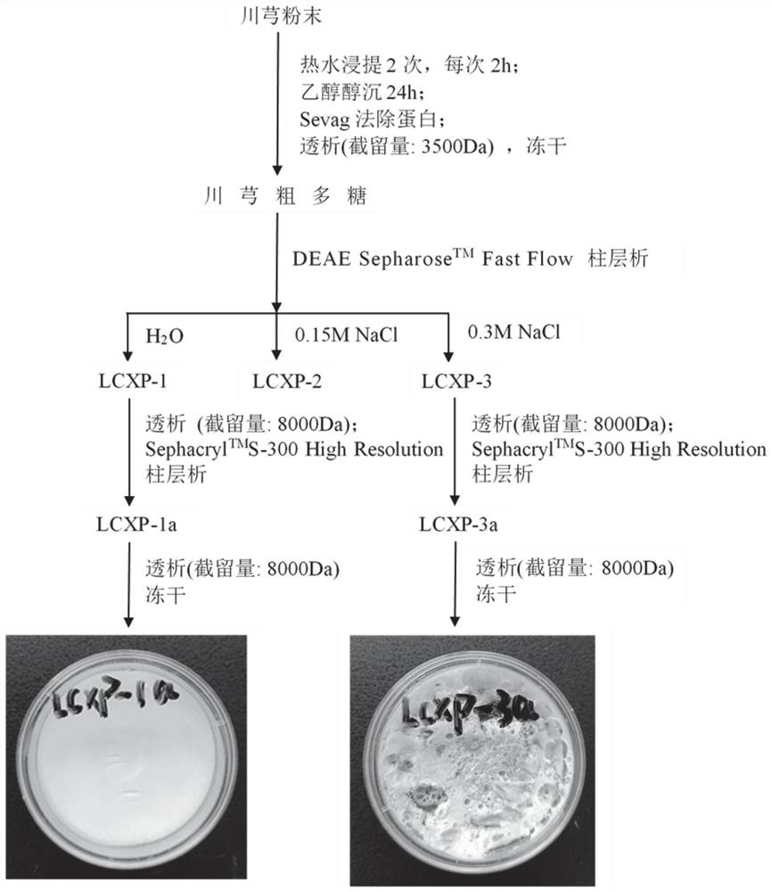 Ligusticum wallichii homogeneous polysaccharide as well as extraction method and application thereof