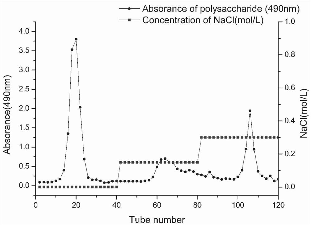 Ligusticum wallichii homogeneous polysaccharide as well as extraction method and application thereof
