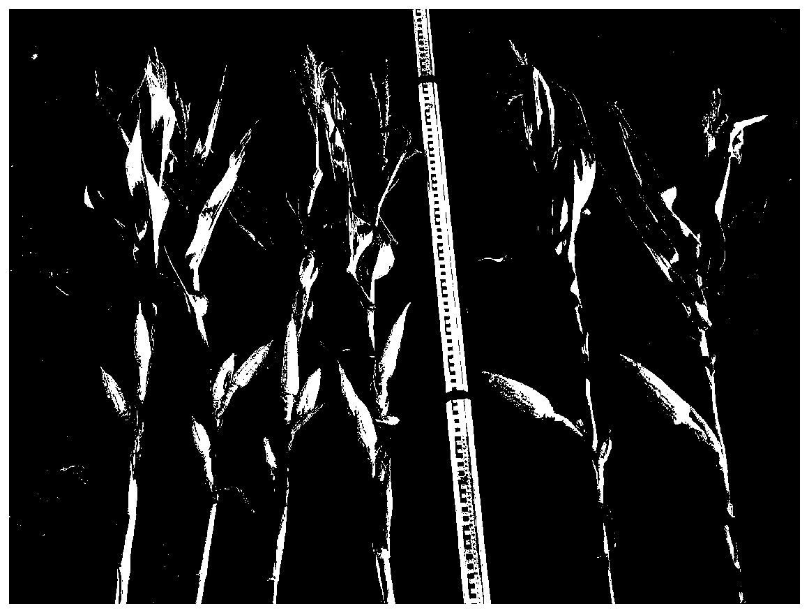 Gene for controlling female properties of corn, and kit, mutant genotype and method for creating female sterile line of corn