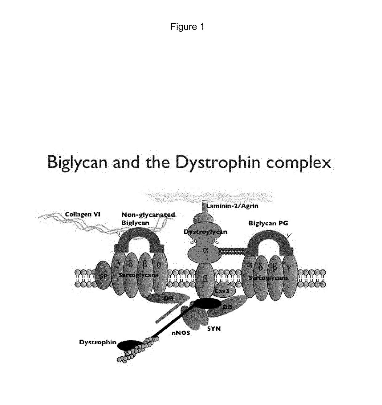 Biglycan mutants and related therapeutics and methods of use