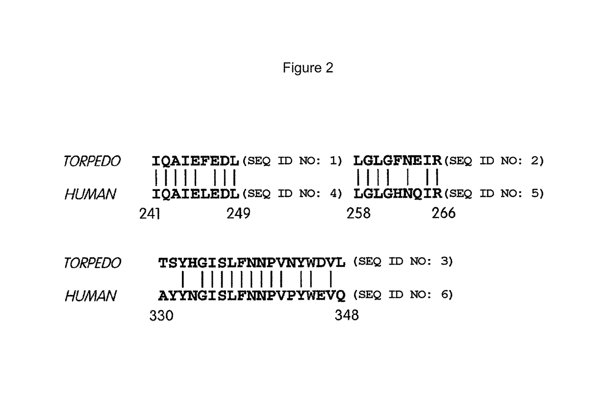 Biglycan mutants and related therapeutics and methods of use