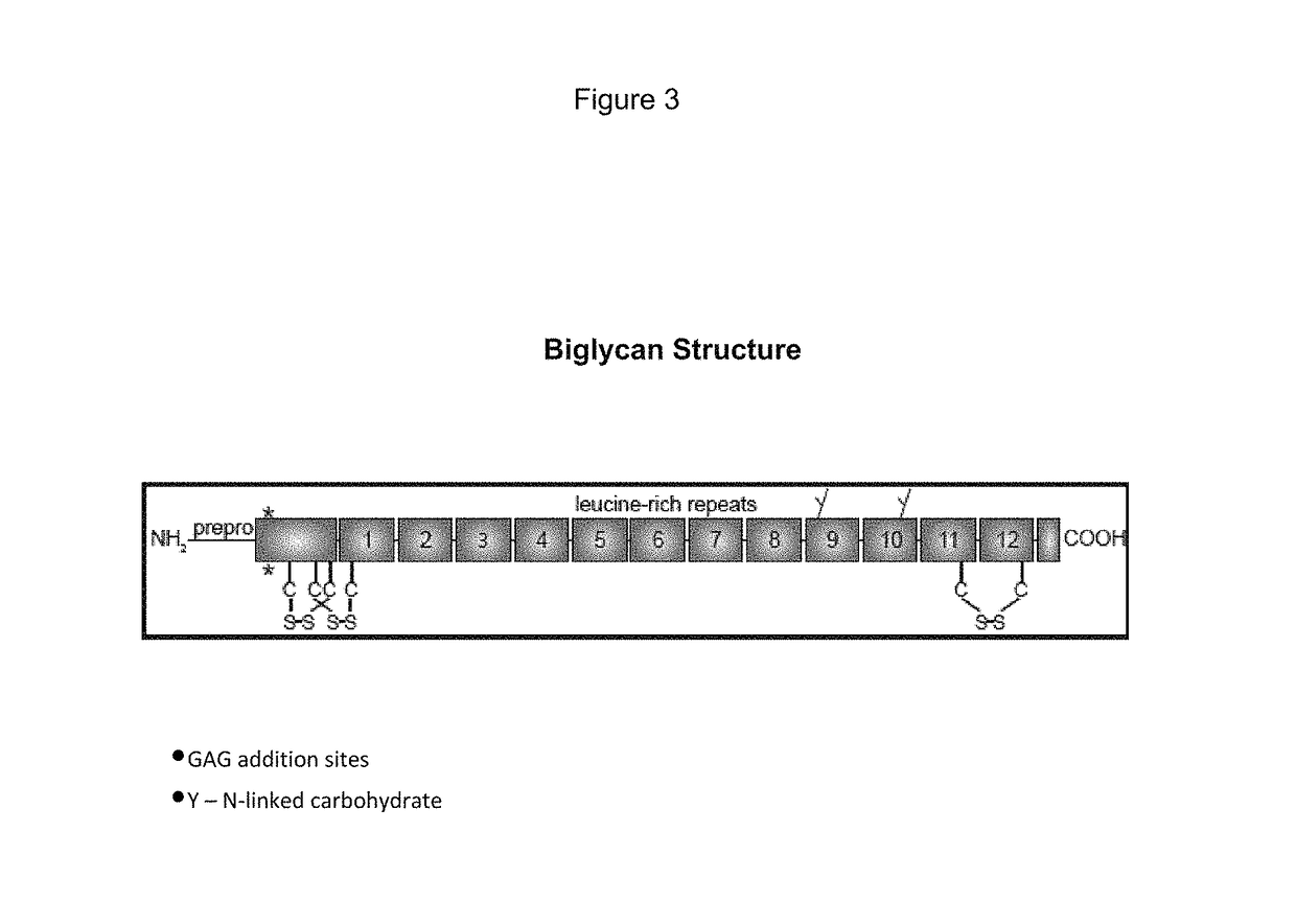 Biglycan mutants and related therapeutics and methods of use