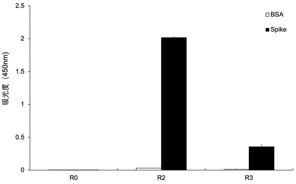 Monoclonal antibody for non-RBD region of new coronavirus spinous process protein and application of monoclonal antibody