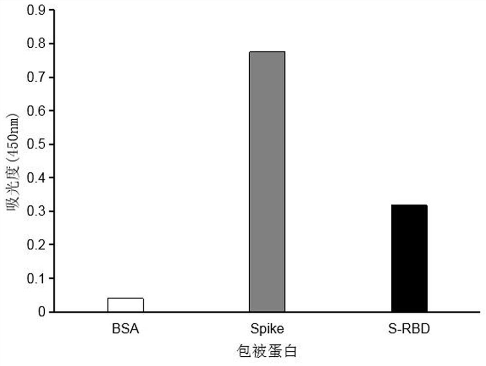 Monoclonal antibody for non-RBD region of new coronavirus spinous process protein and application of monoclonal antibody