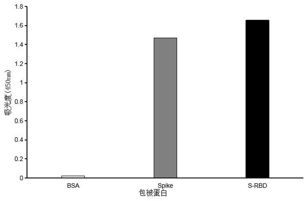 Monoclonal antibody for non-RBD region of new coronavirus spinous process protein and application of monoclonal antibody