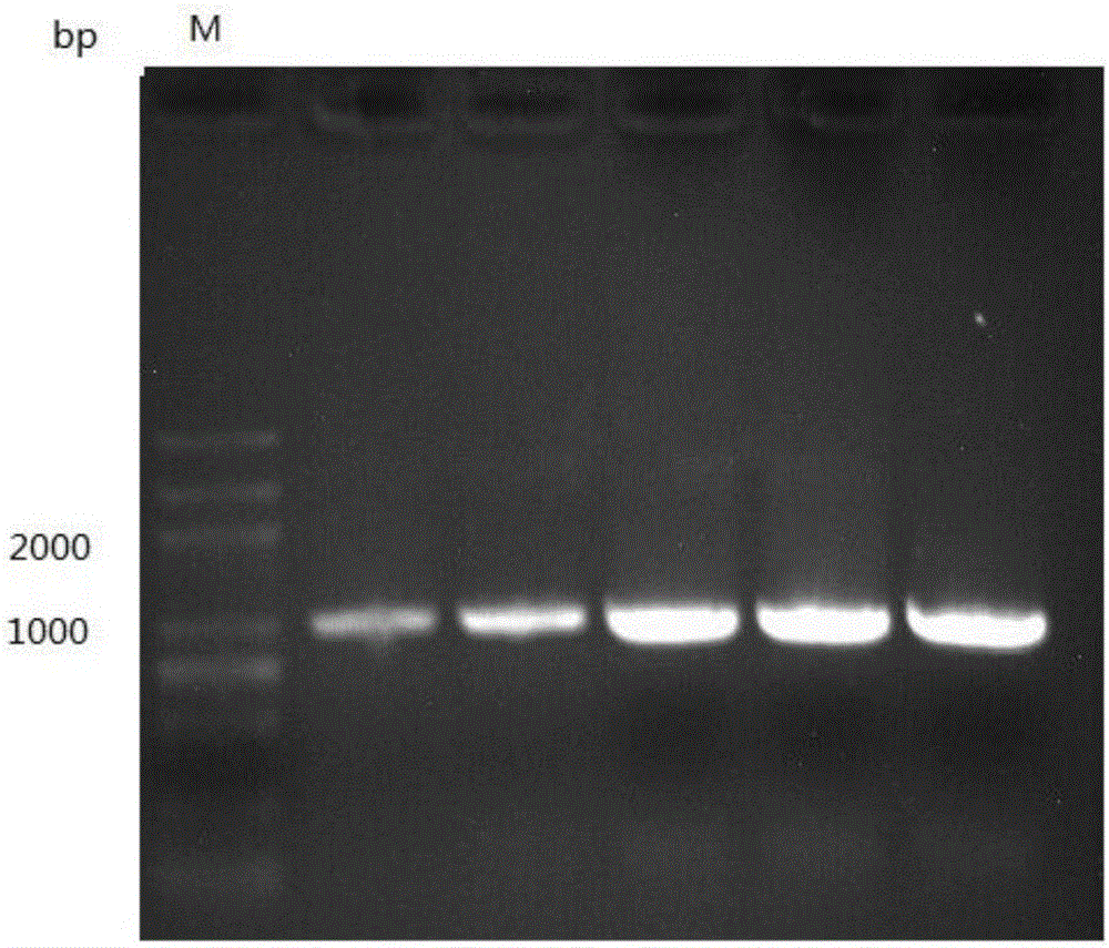 Engineering bacterium capable of co-producing long-chain dicarboxylic acid and 1,3-propylene glycol and building method thereof