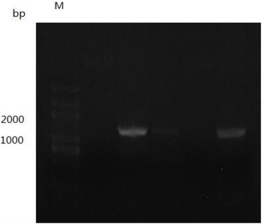 Engineering bacterium capable of co-producing long-chain dicarboxylic acid and 1,3-propylene glycol and building method thereof