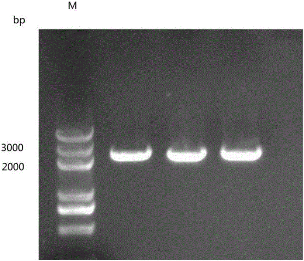 Engineering bacterium capable of co-producing long-chain dicarboxylic acid and 1,3-propylene glycol and building method thereof