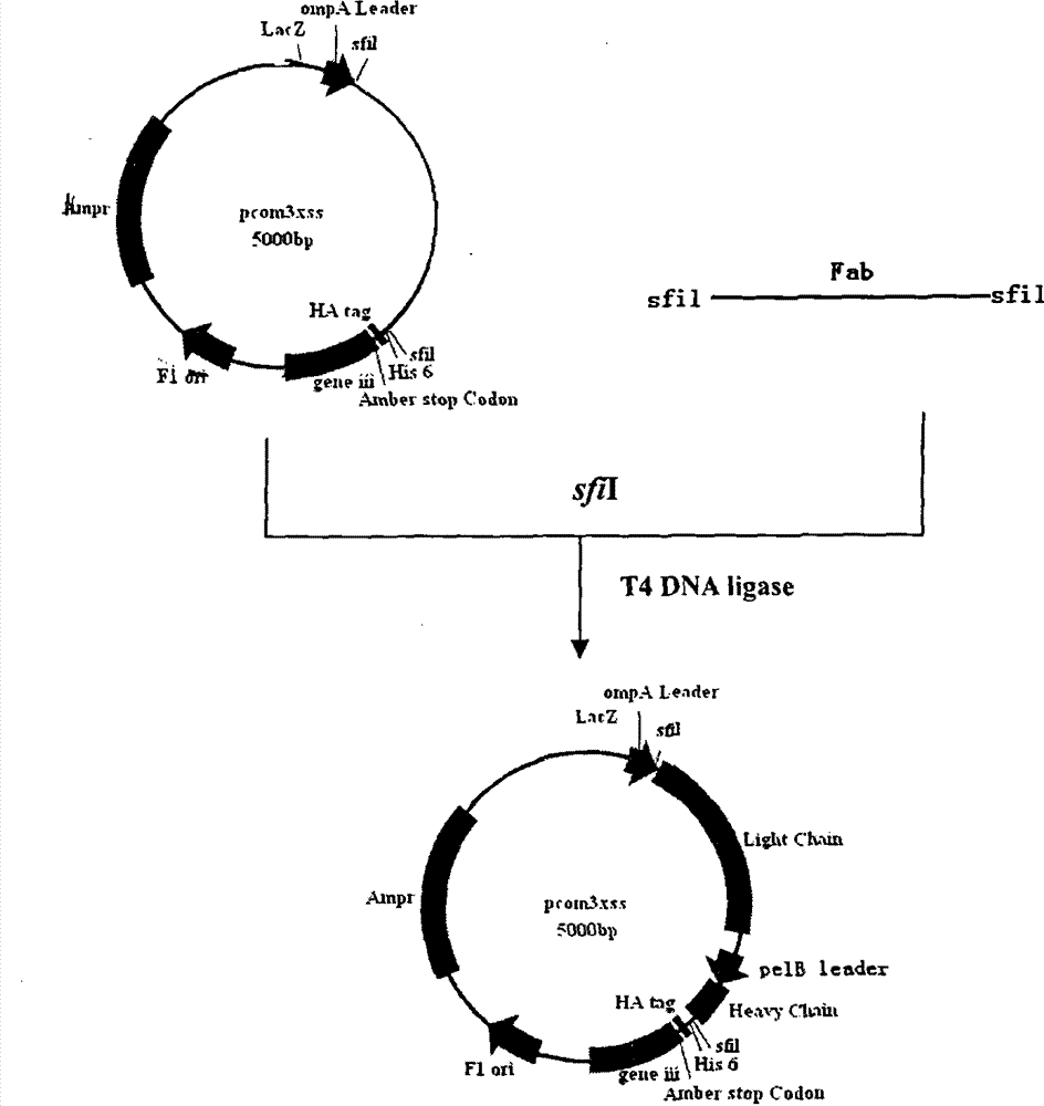 Anti-schistosoma japonicum monoclonal antibody NP11-4 chimeric Fab antibody, preparation method and use