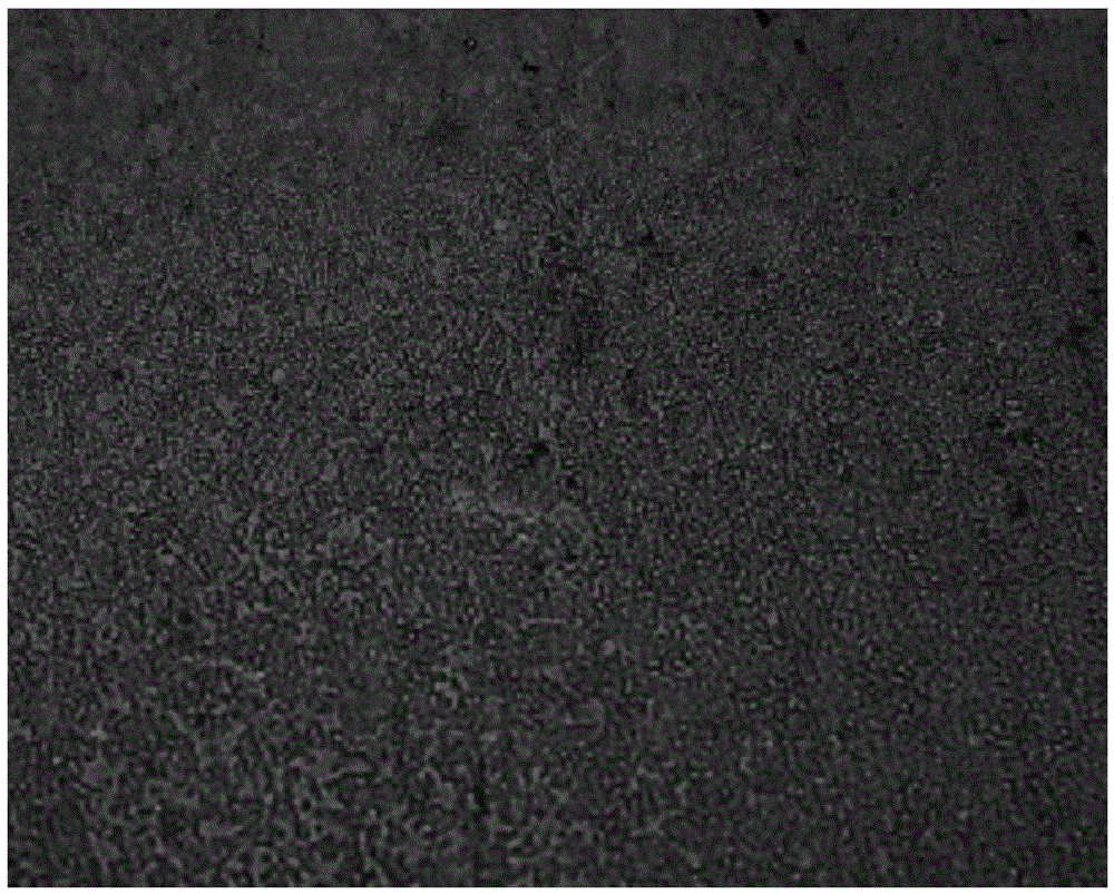 Steel spring surface full-decarburization nondestructive testing method