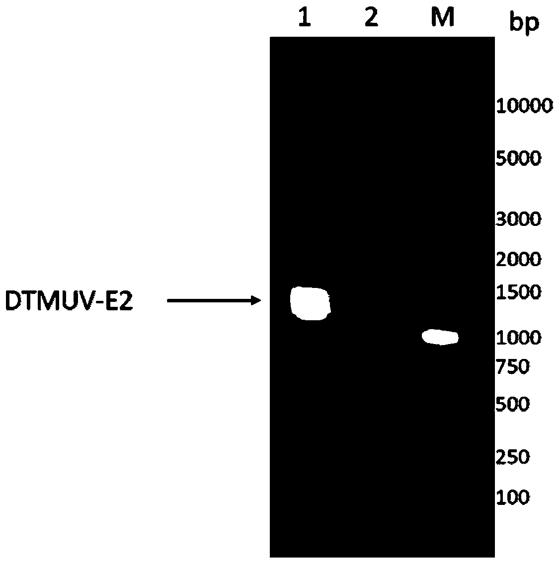 Duck tembusu virus genetic engineering subunit vaccine and preparation method and application thereof