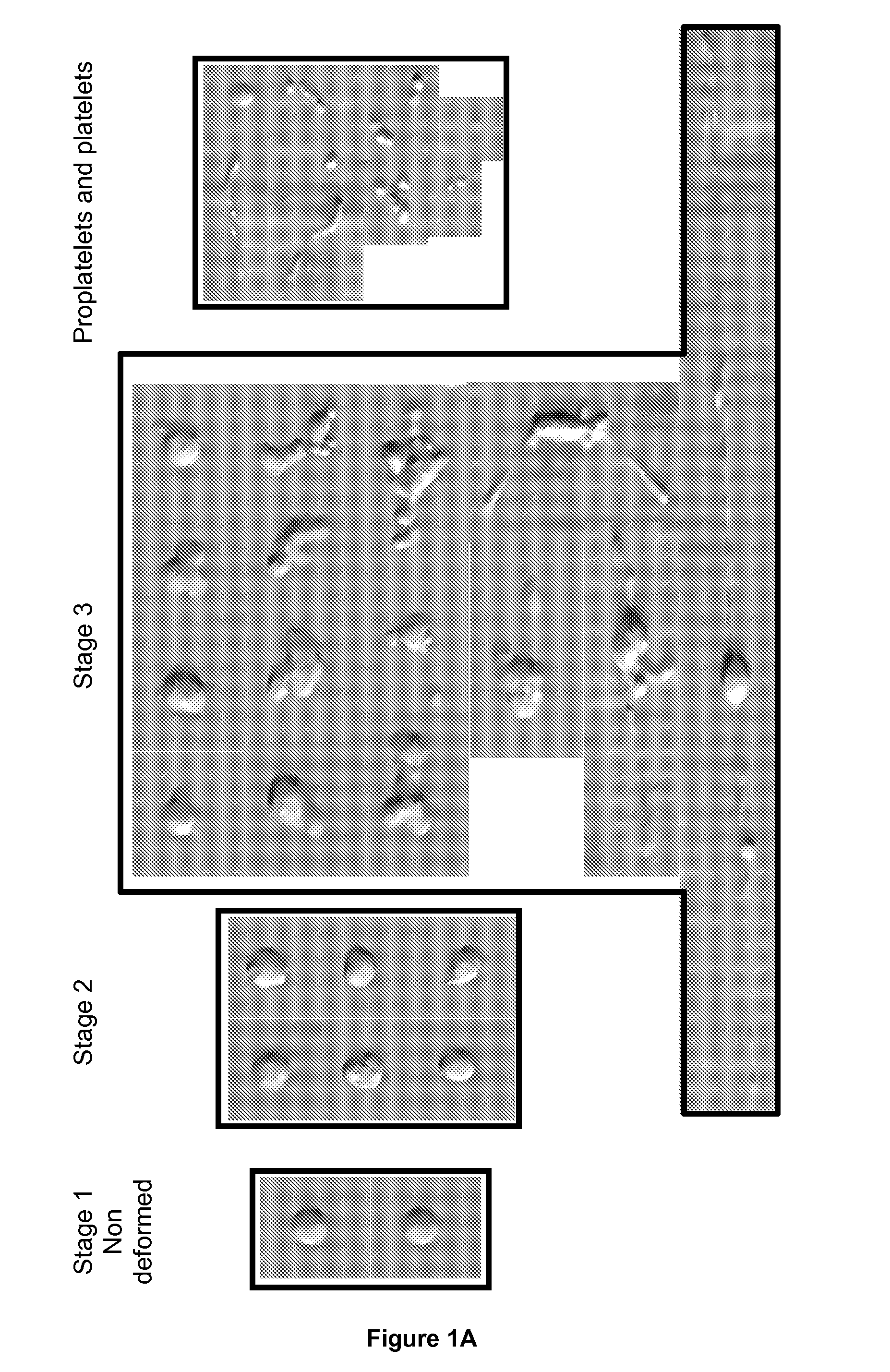 Method for Producing Platelets