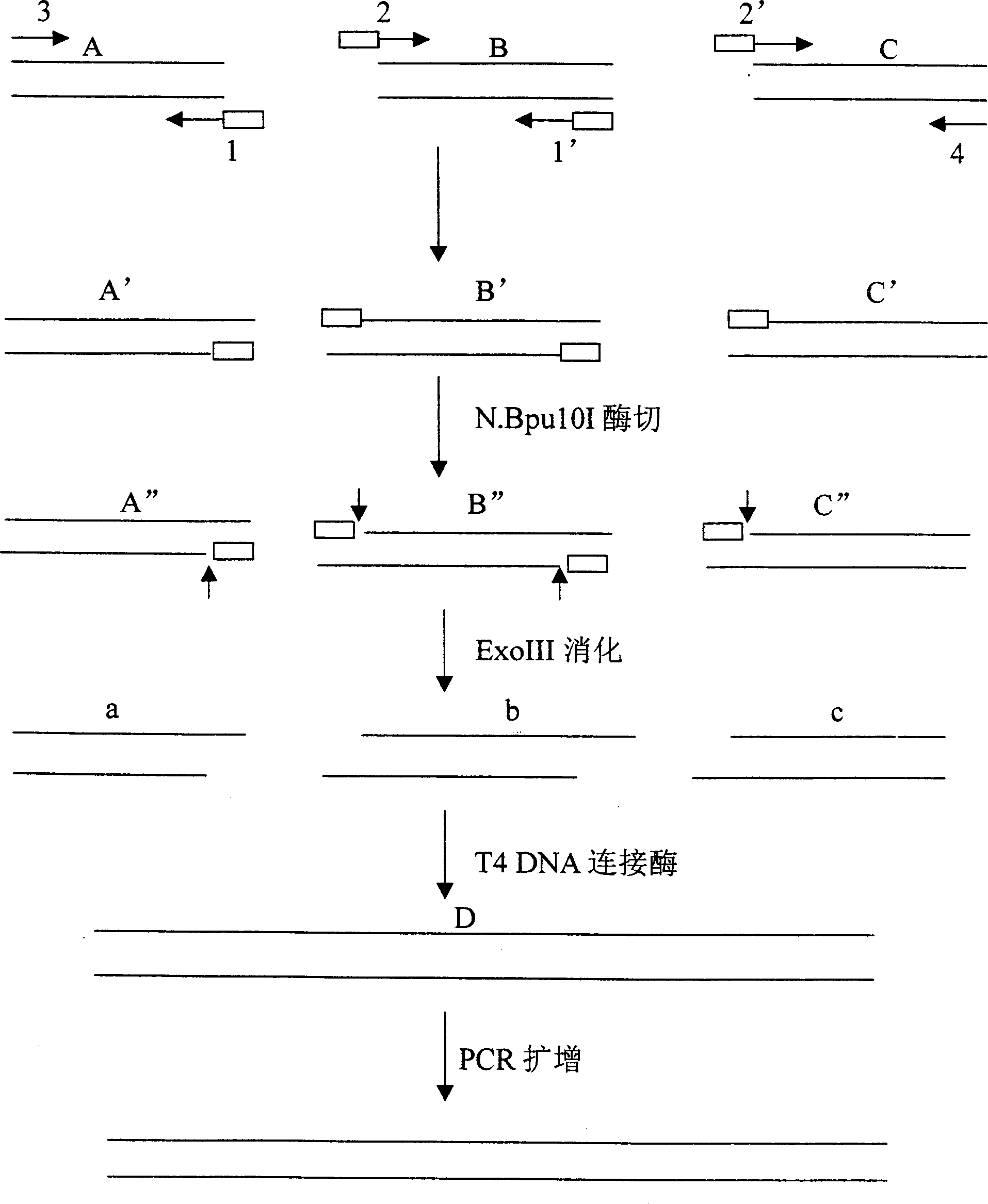 Cloning-free linear expression vector constituting method