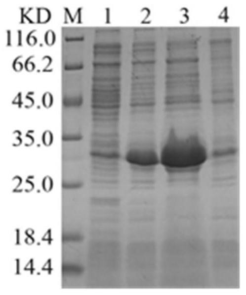 Polypeptide, application thereof and kit for detecting lawsonia intracellularis antibody