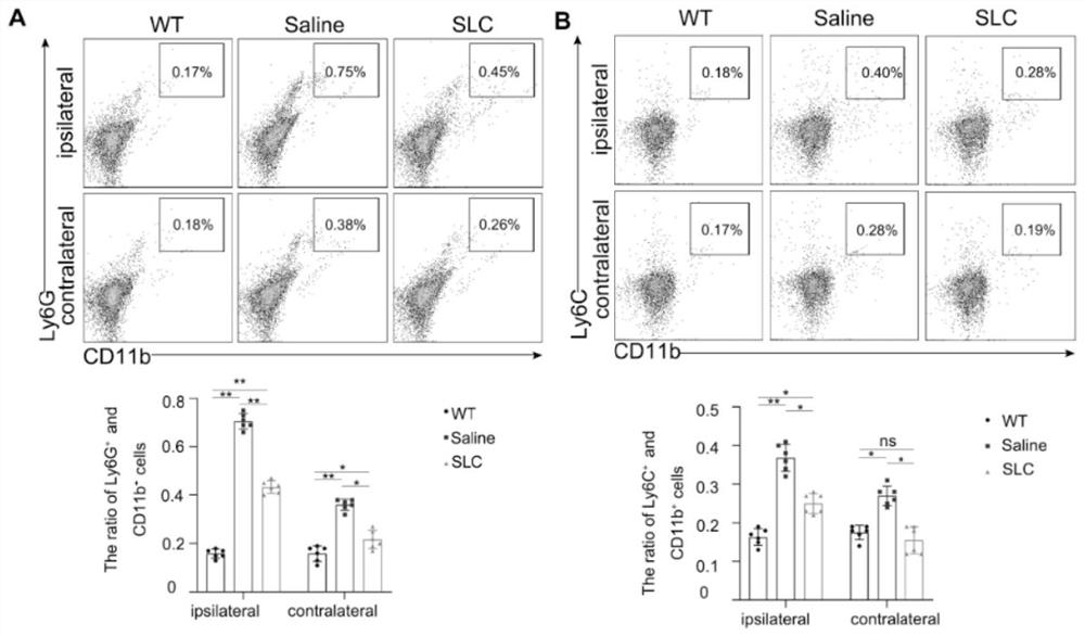 Application of SLC in preparation of product for preventing testis function decline caused by testis injury