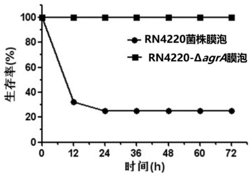 Recombinant staphylococcus aureus for preparing bacterial vesicle multi-combined vaccine as well as preparation method and application of recombinant staphylococcus aureus