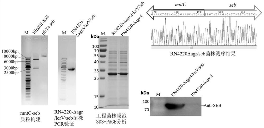 Recombinant staphylococcus aureus for preparing bacterial vesicle multi-combined vaccine as well as preparation method and application of recombinant staphylococcus aureus