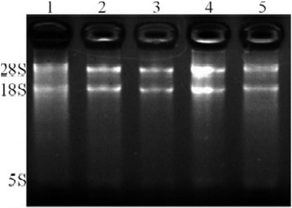Schizothorax prenanti HSP60 (heat shock protein 60) gene cDNA (complementary deoxyribonucleic acid) full-length sequence and application thereof