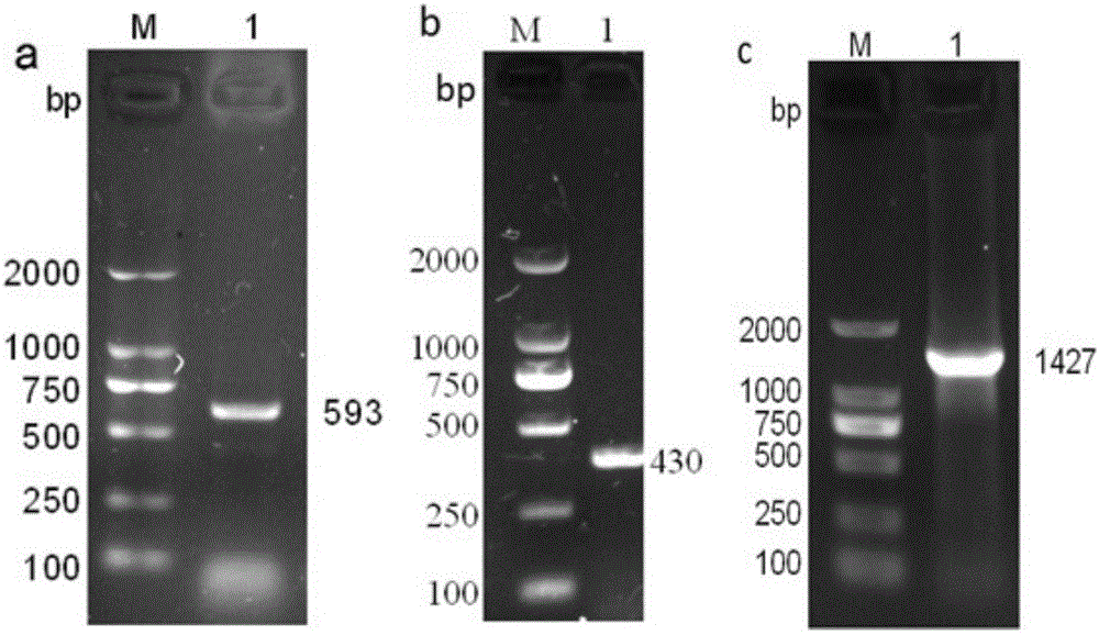 Schizothorax prenanti HSP60 (heat shock protein 60) gene cDNA (complementary deoxyribonucleic acid) full-length sequence and application thereof