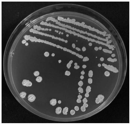 Bacillus velezensis capable of inhibiting virus and promoting plant growth and application of bacillus velezensis
