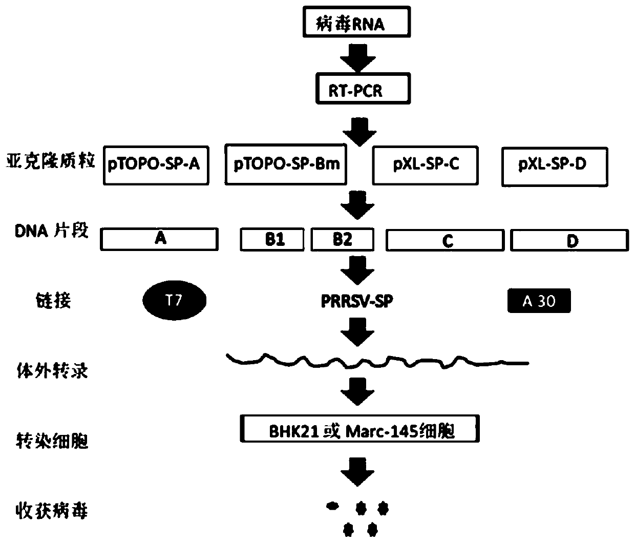 Porcine reproductive and respiratory syndrome virus recombinant vaccine strain PRRSV-SP as well as preparation method and application thereof