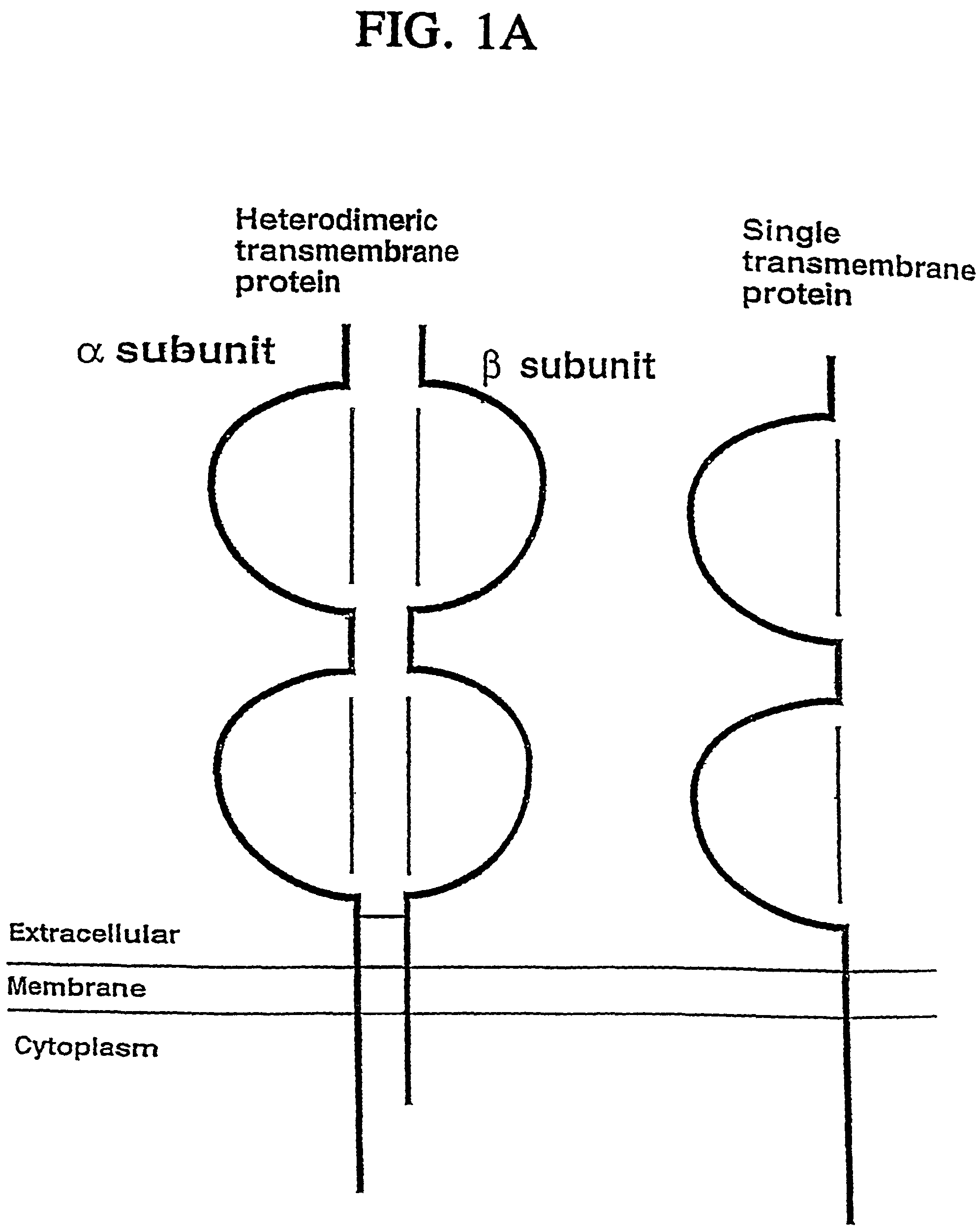 Cell compositions comprising molecular complexes that modify immune responses