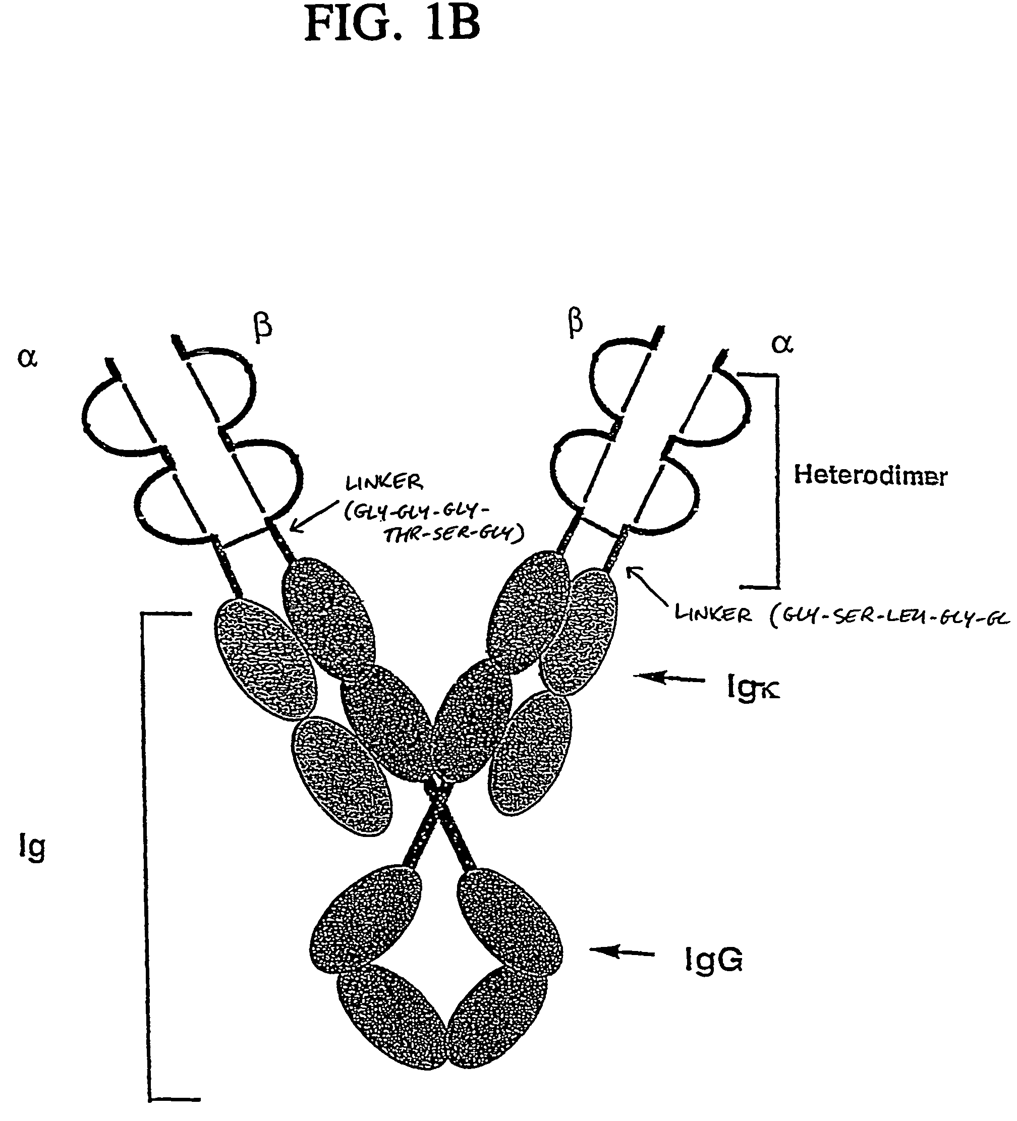 Cell compositions comprising molecular complexes that modify immune responses