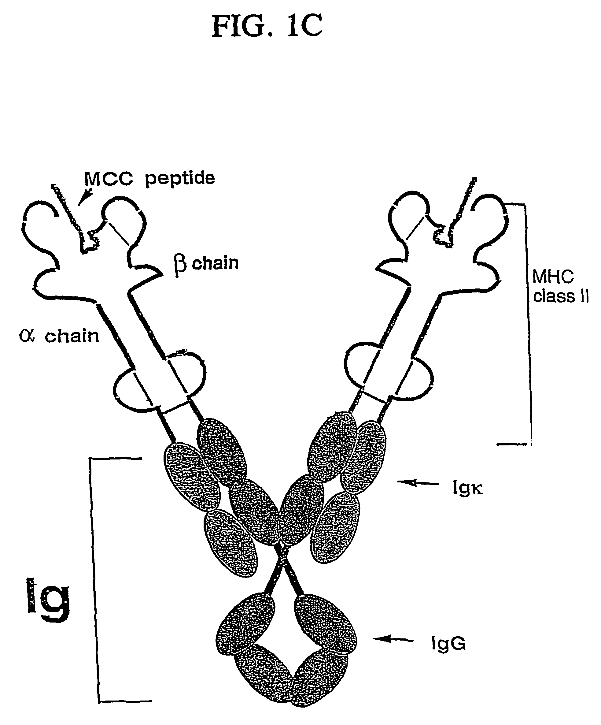 Cell compositions comprising molecular complexes that modify immune responses