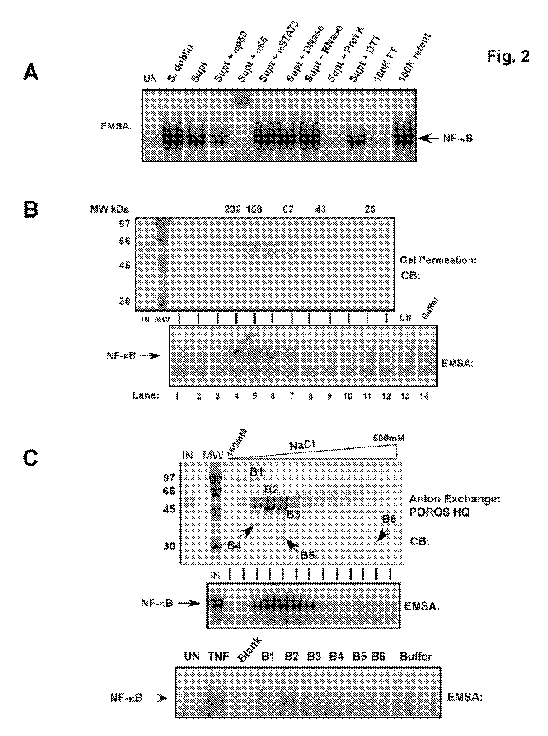 Modulating apoptosis