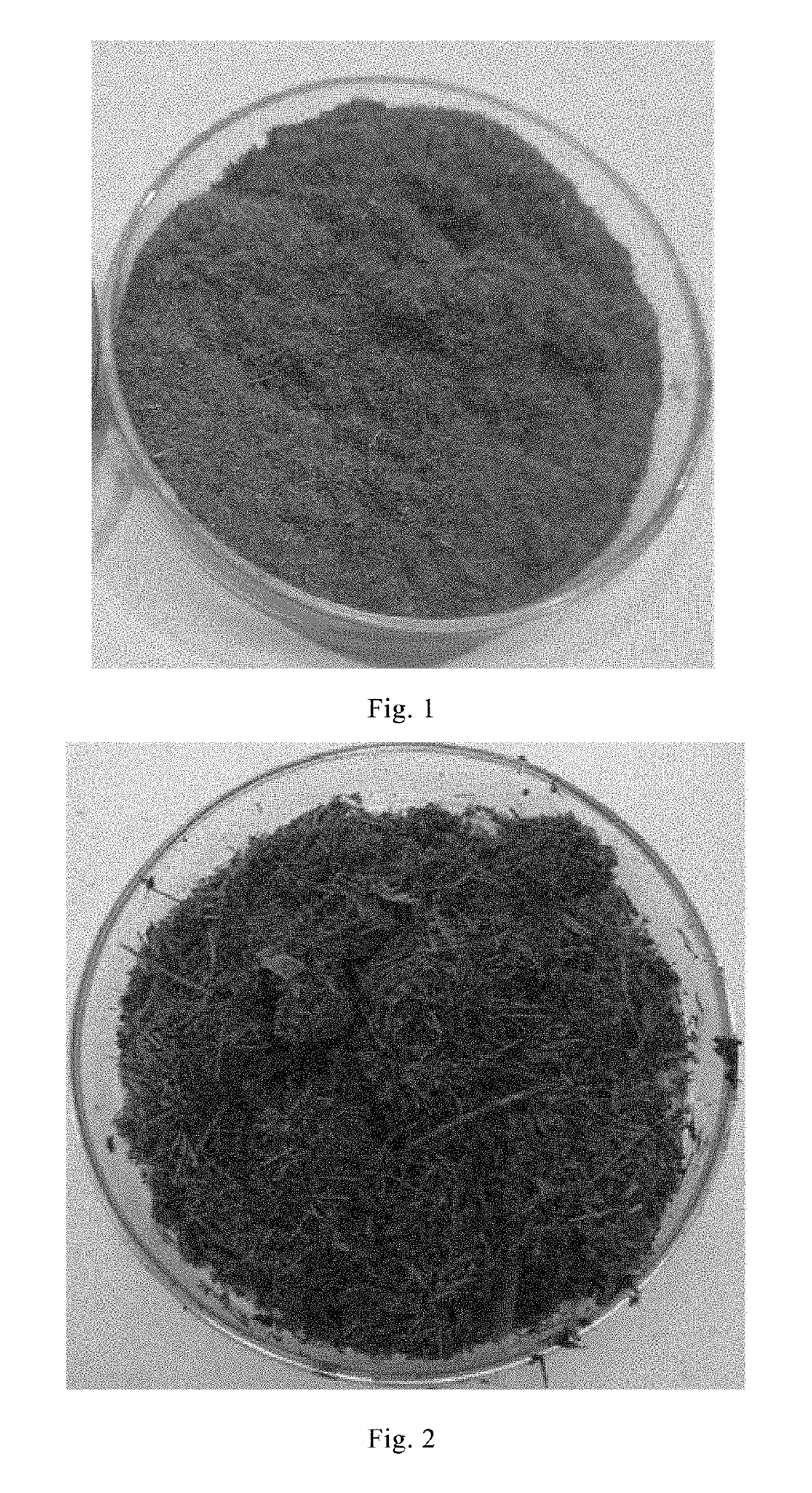 Biological Floc and Uses Thereof, for example, in Sludge Innocent Treatment and Industrial Water Purification Treatment