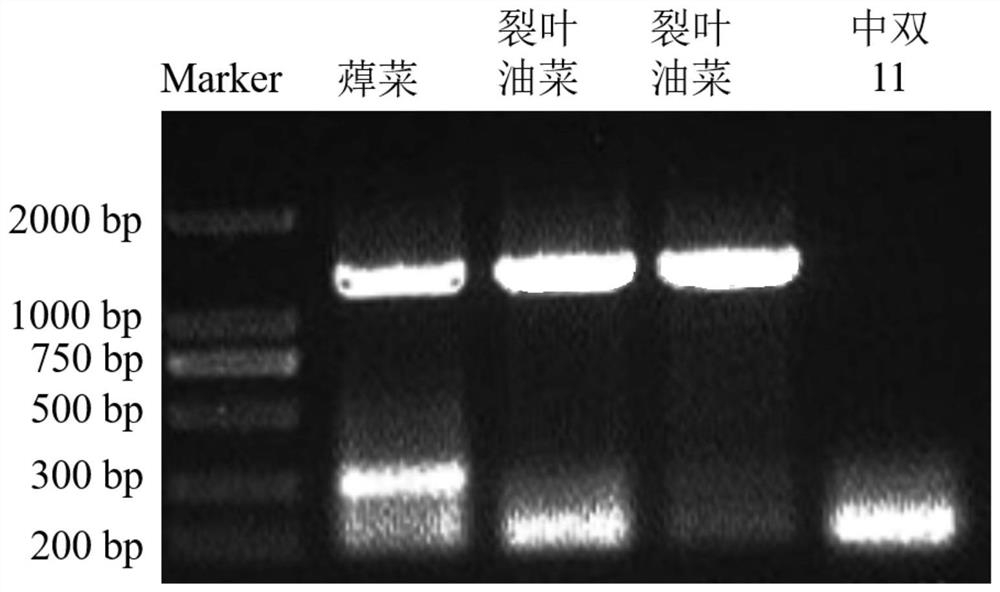 Molecular marker for detecting deep notch marker character of rape leaf margin and application thereof